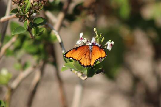 Image of Danaus (Anosia) chrysippus subsp. dorippus Klug 1845