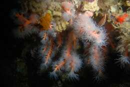 Image of orange tree coral