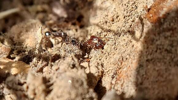 Pheidole crassicornis Emery 1895 resmi