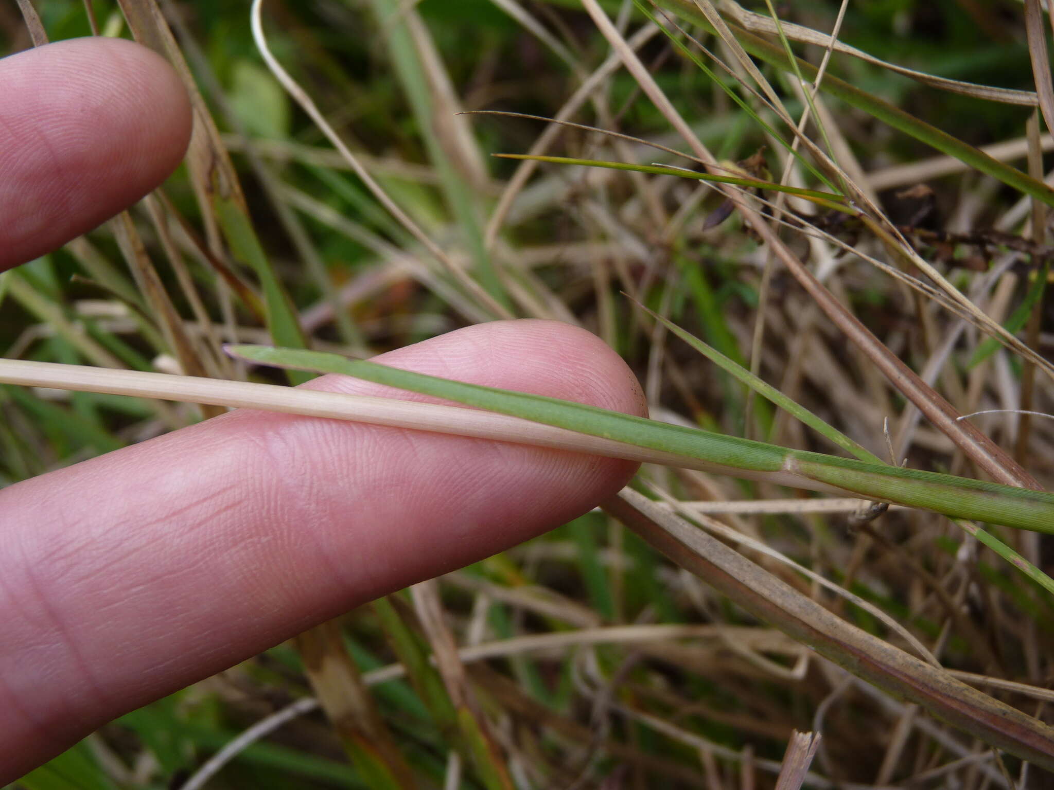 Eustachys petraea (Sw.) Desv. resmi