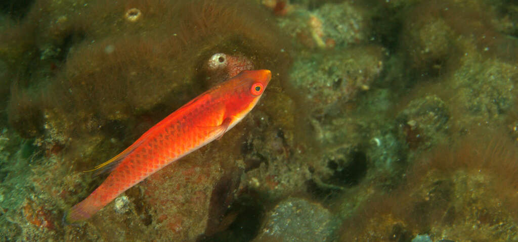 Image of Tono&#39;s wrasse