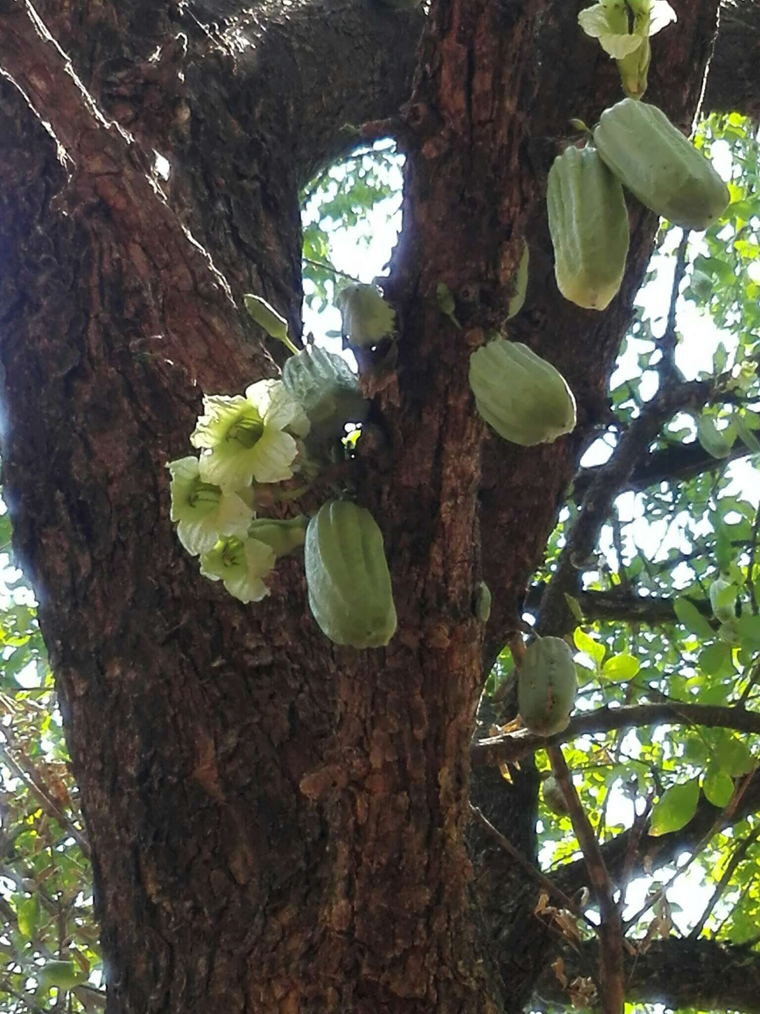 Слика од Parmentiera aculeata (Kunth) L. O. Williams