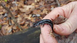 Plancia ëd Plethodon fourchensis Duncan & Highton 1979