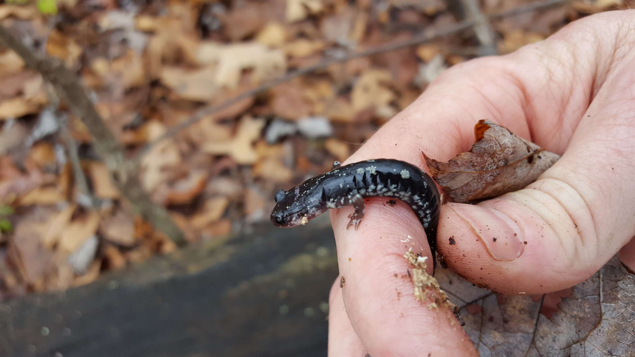 Plancia ëd Plethodon fourchensis Duncan & Highton 1979