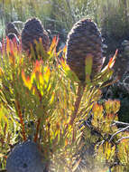 Plancia ëd Leucadendron comosum subsp. comosum