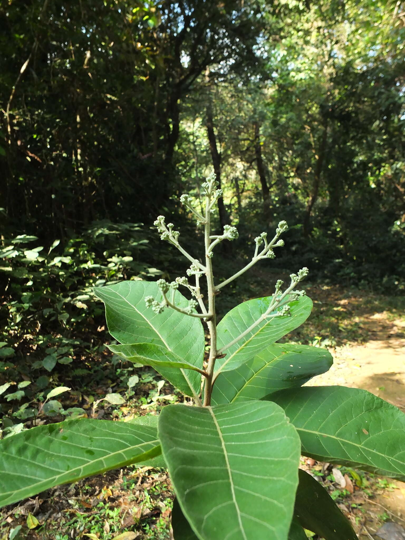 Strobocalyx arborea (Buch.-Ham.) Sch. Bip. resmi