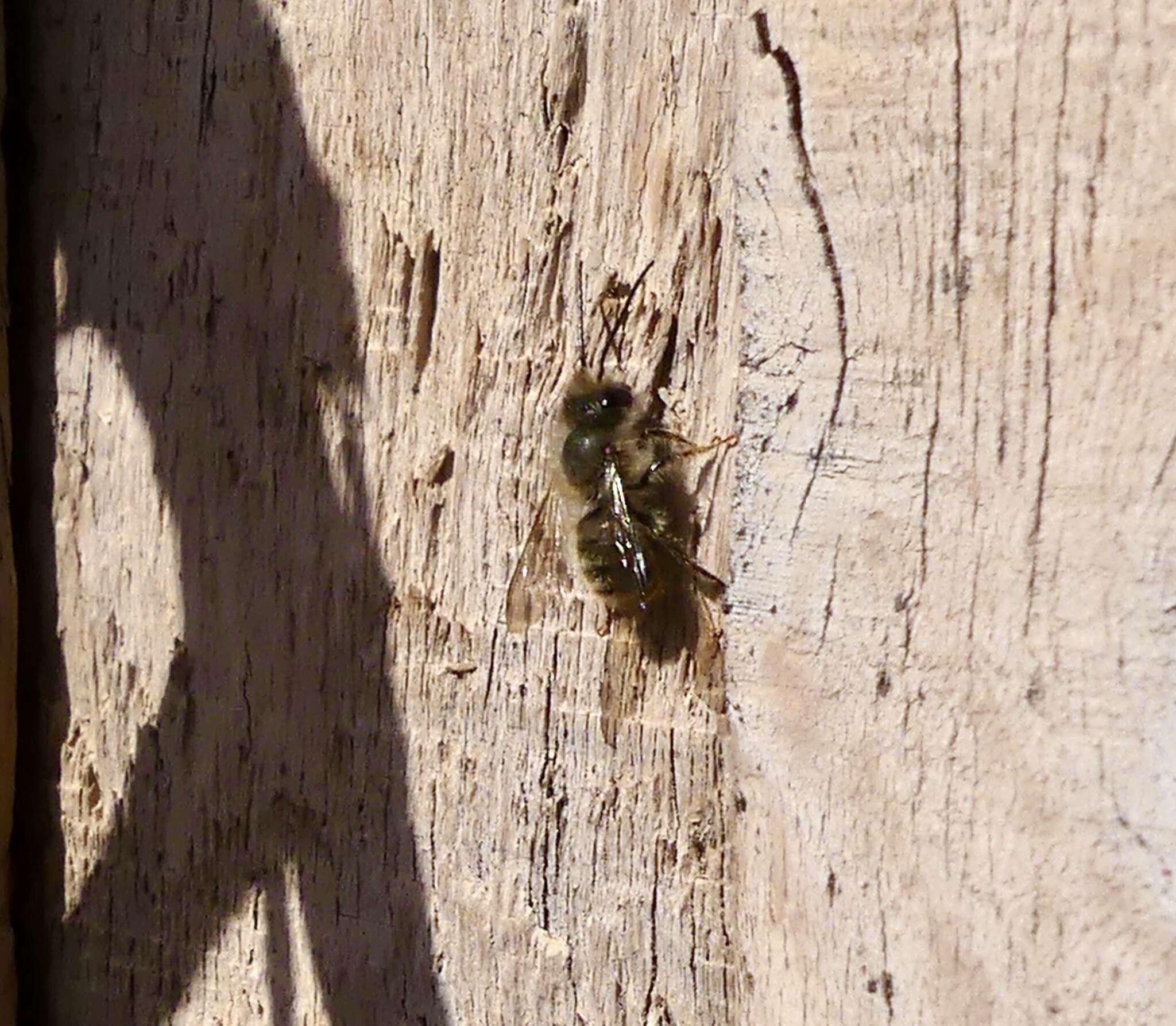 Image of Hornfaced Bee