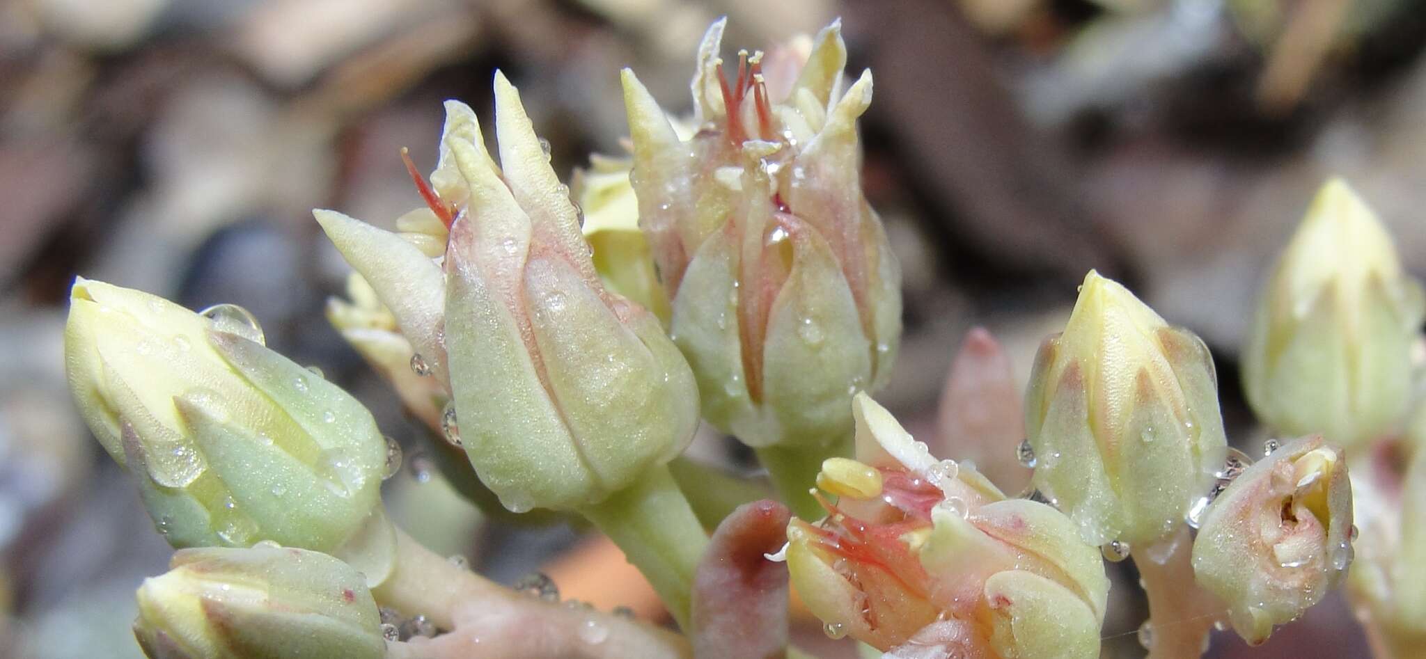 Слика од Sedum paradisum subsp. paradisum