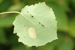 Phyllonorycter sagitella (Bjerkander 1790)的圖片