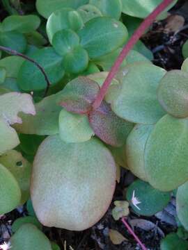 Image of Crassula multicava subsp. multicava