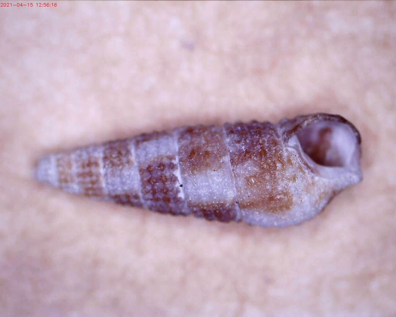 Image of Cacozeliana Strand 1928