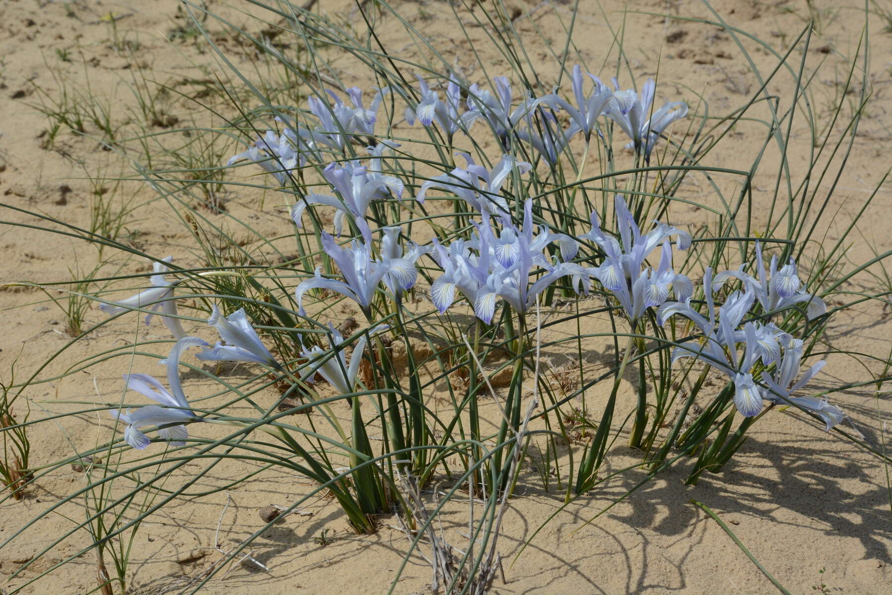 Image of Iris tenuifolia Pall.