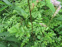 Image of Astilbe microphylla Knoll