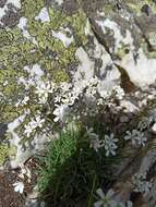 Plancia ëd Gypsophila uralensis Less.