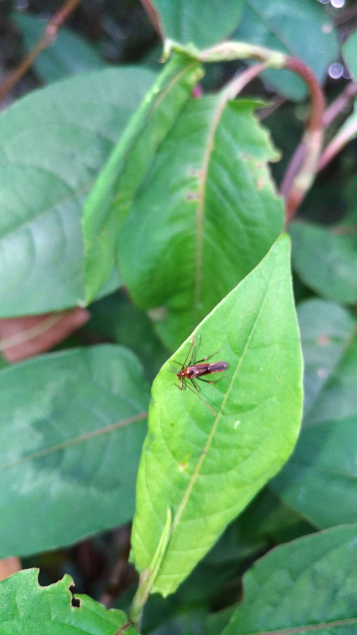 Слика од Helopeltis cinchonae Mann 1907