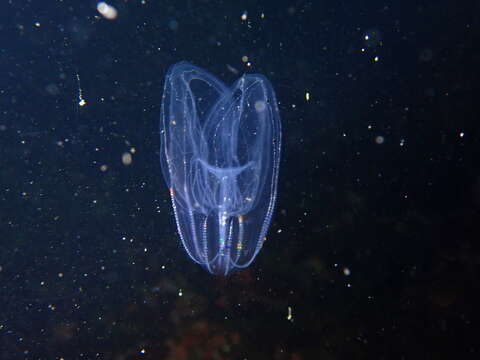 Image of short-lobed comb jelly