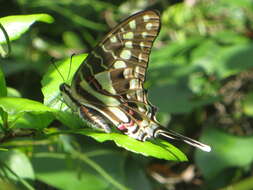 Graphium porthaon (Hewitson 1865)的圖片