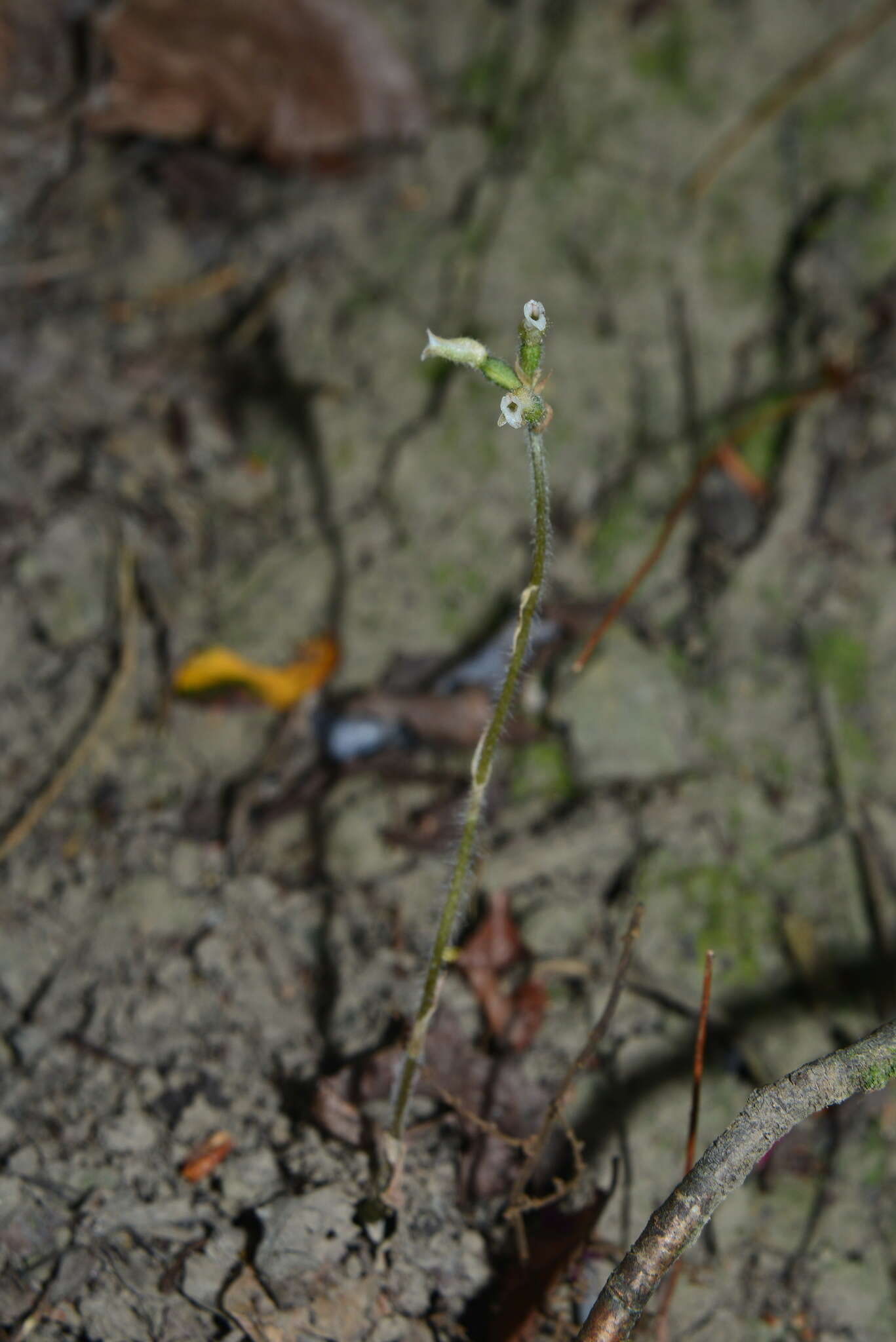 Image of Cheirostylis takeoi (Hayata) Schltr.