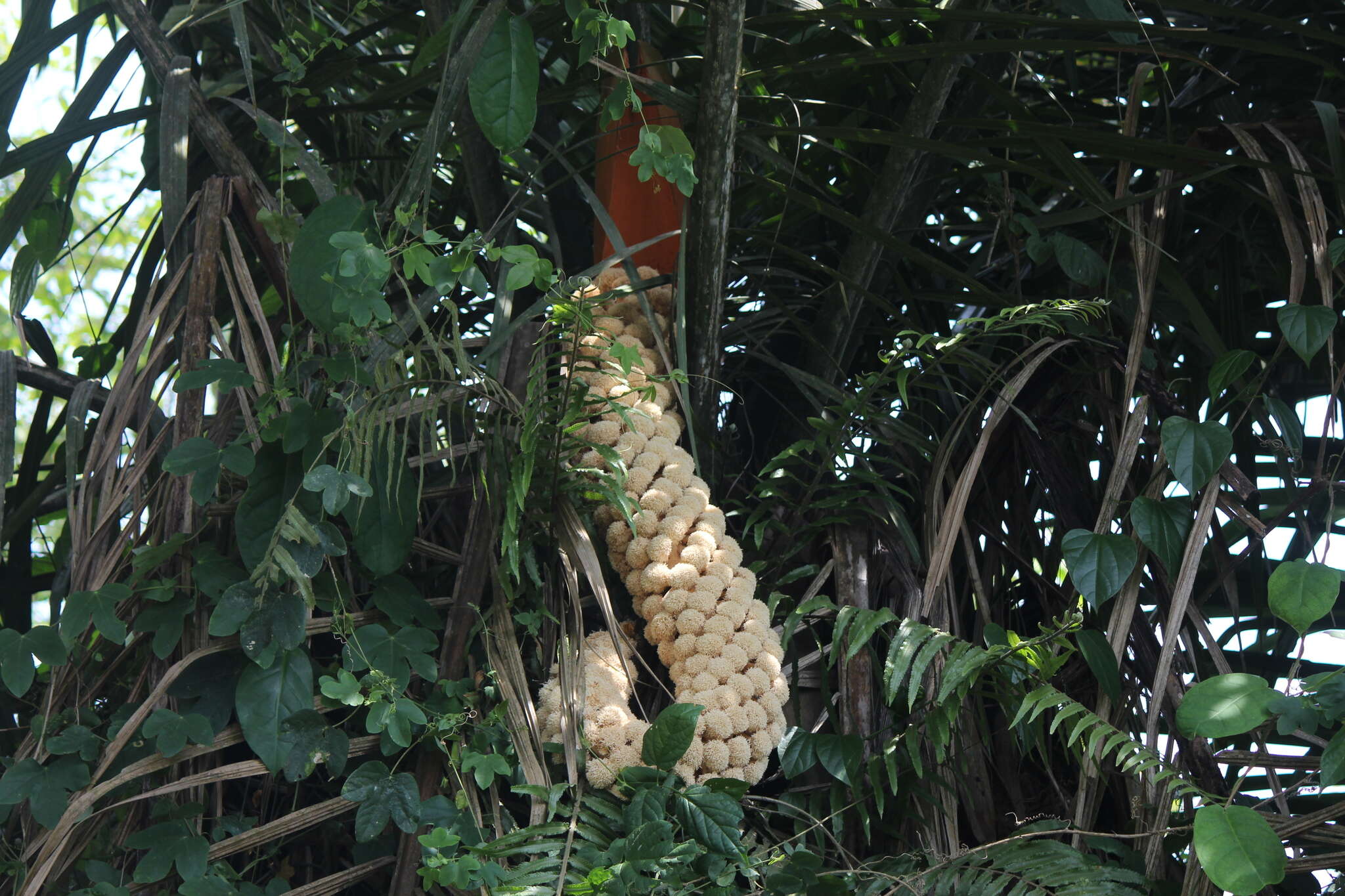 Sivun Phytelephas aequatorialis Spruce kuva