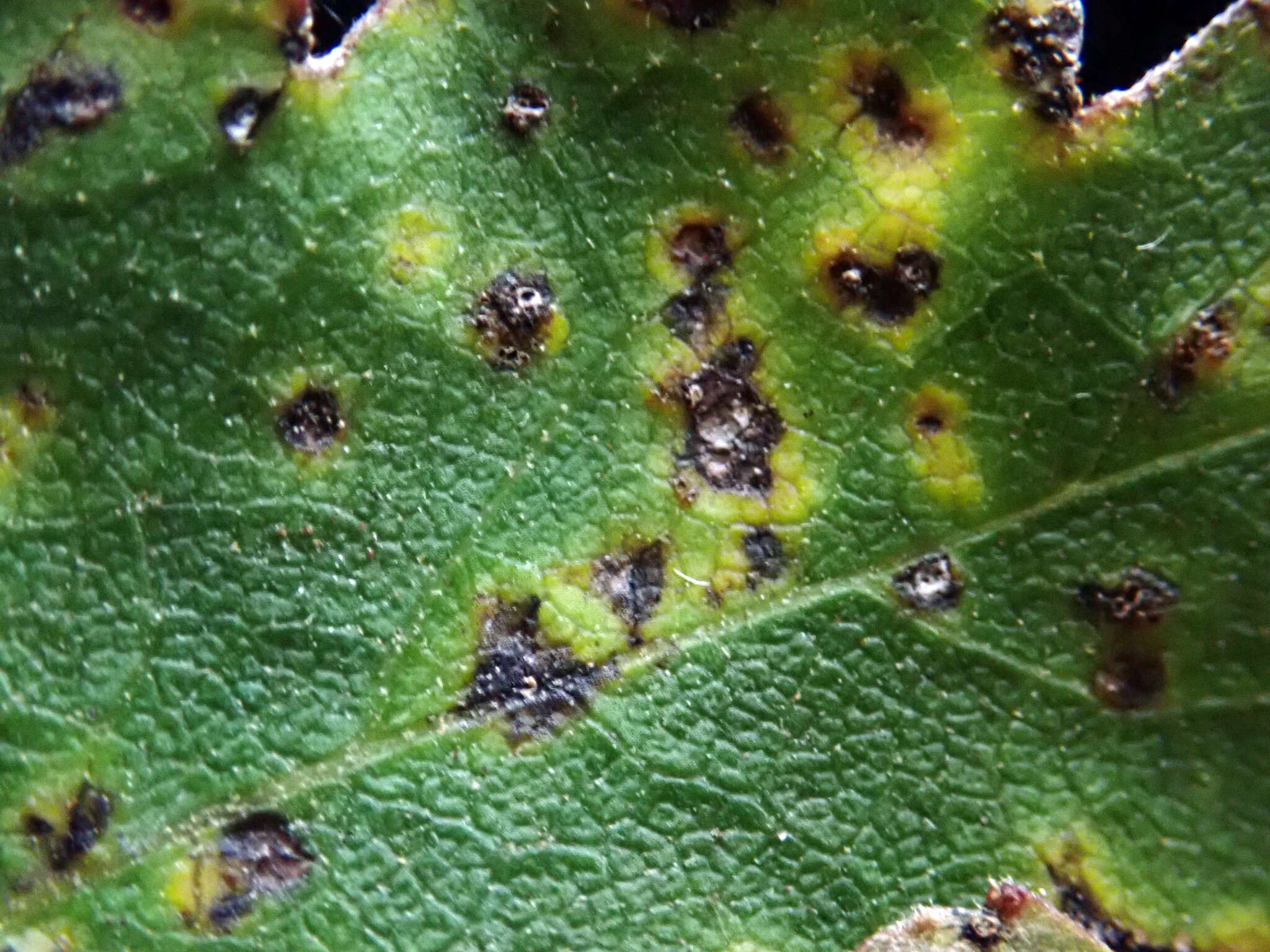 Image de Puccinia plagianthi McAlpine 1895