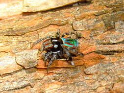 Image of Maratus volans (O. Pickard-Cambridge 1874)