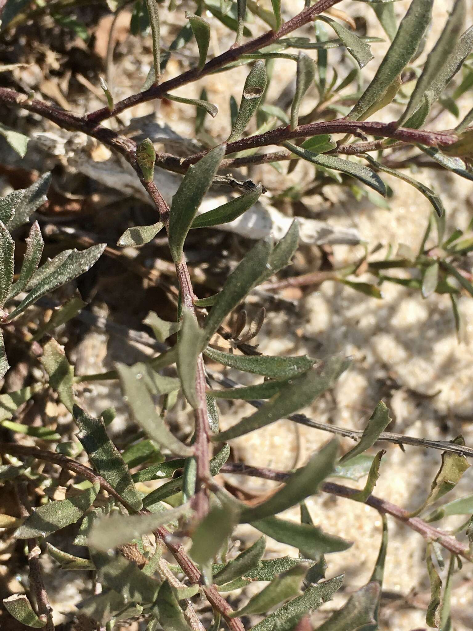 Image of Baccharis linearifolia (Lam.) Pers.