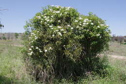 Image of Capparis loranthifolia Lindl.