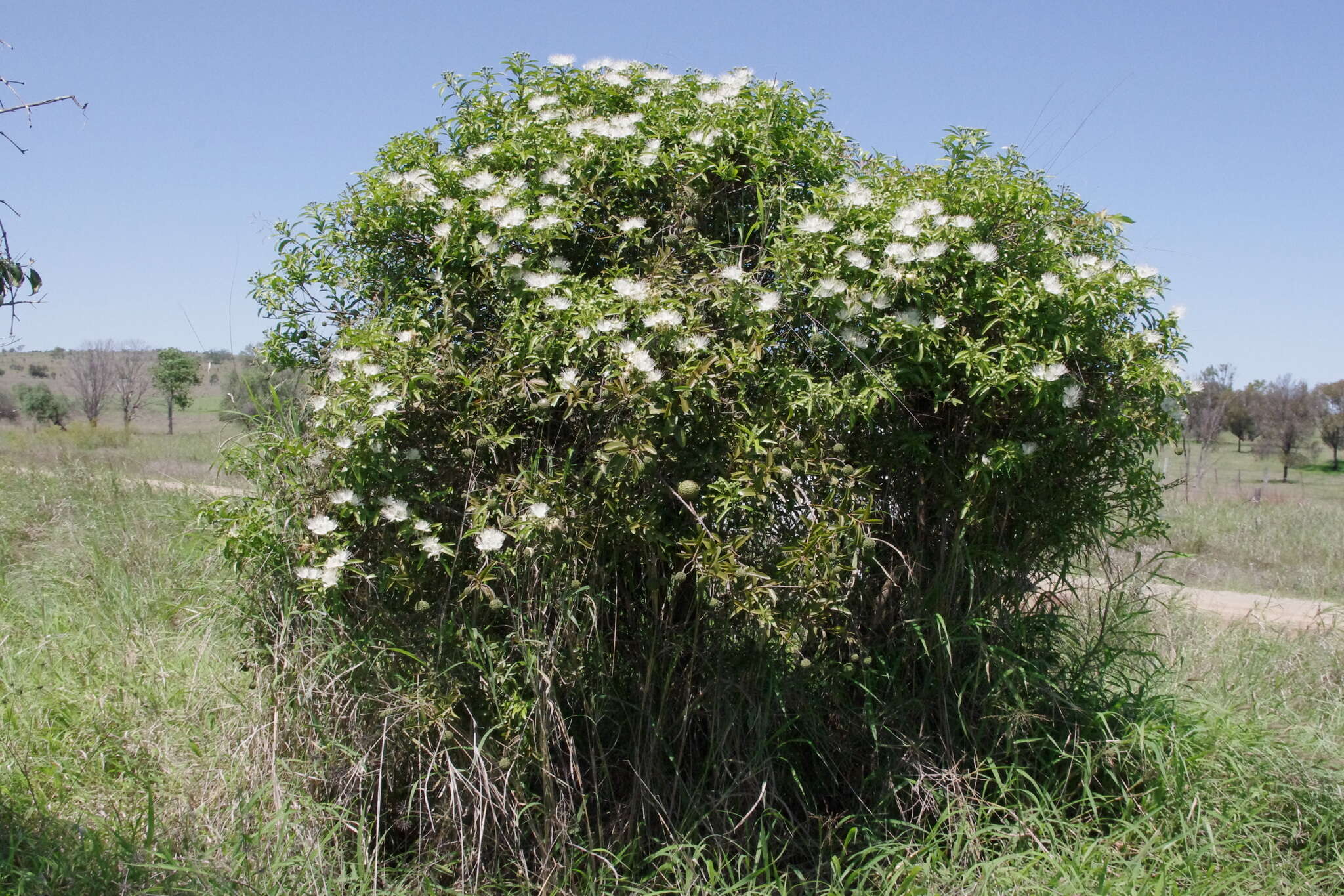 Image de Capparis loranthifolia Lindl.