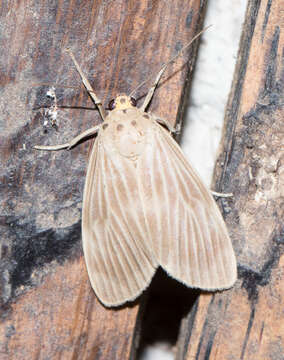 Image of Dialeucias pallidistriata Hampson 1901