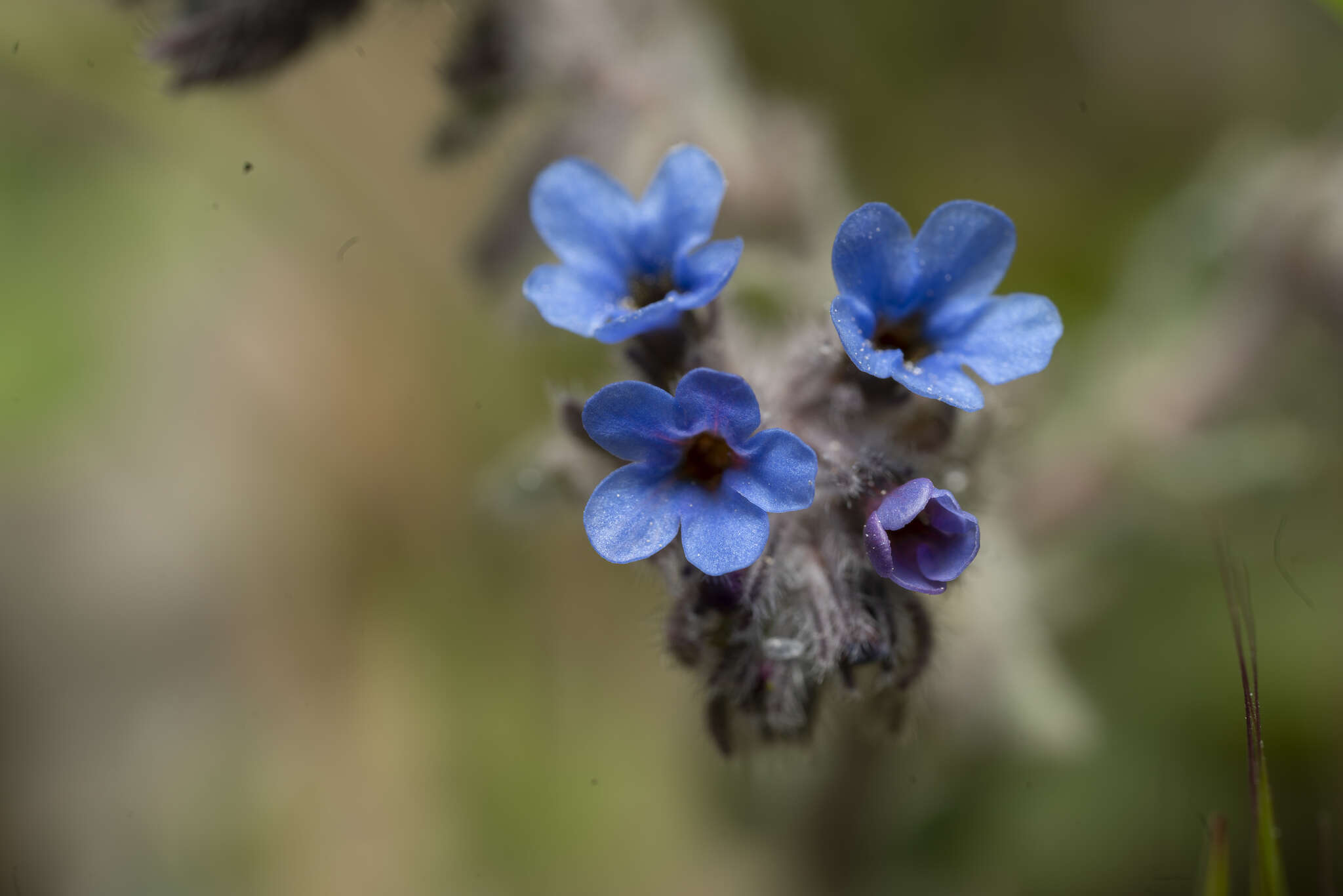 Image of alkanet