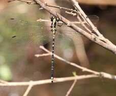 Image of Choristhemis Tillyard 1910