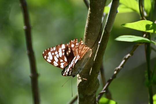 Image of Guatemalan Cracker