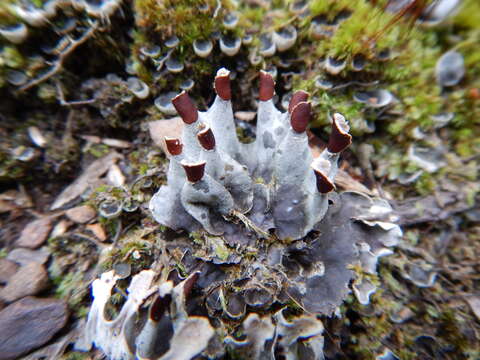 Image of felt lichen