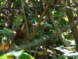 Image of Bar-crested Antshrike