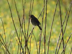 Image of Chestnut-eared Bunting