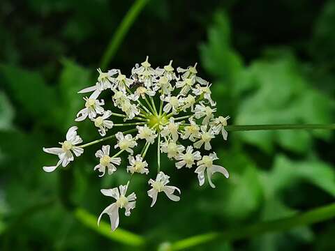 Image of Heracleum scabrum Albov