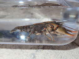 Image of Chattahoochee Crayfish