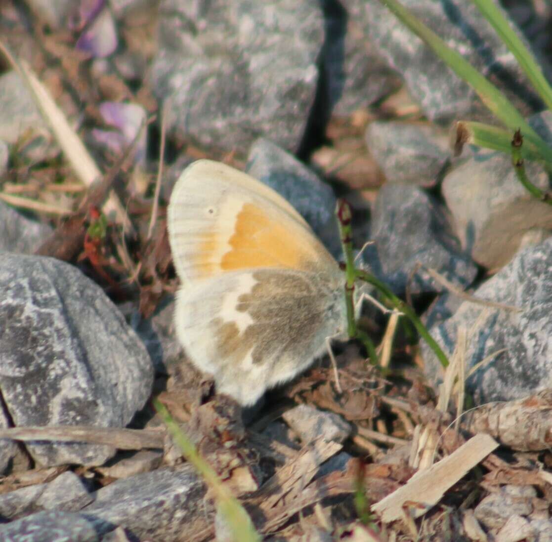 Image of Coenonympha tullia yukonensis W. Holland 1900