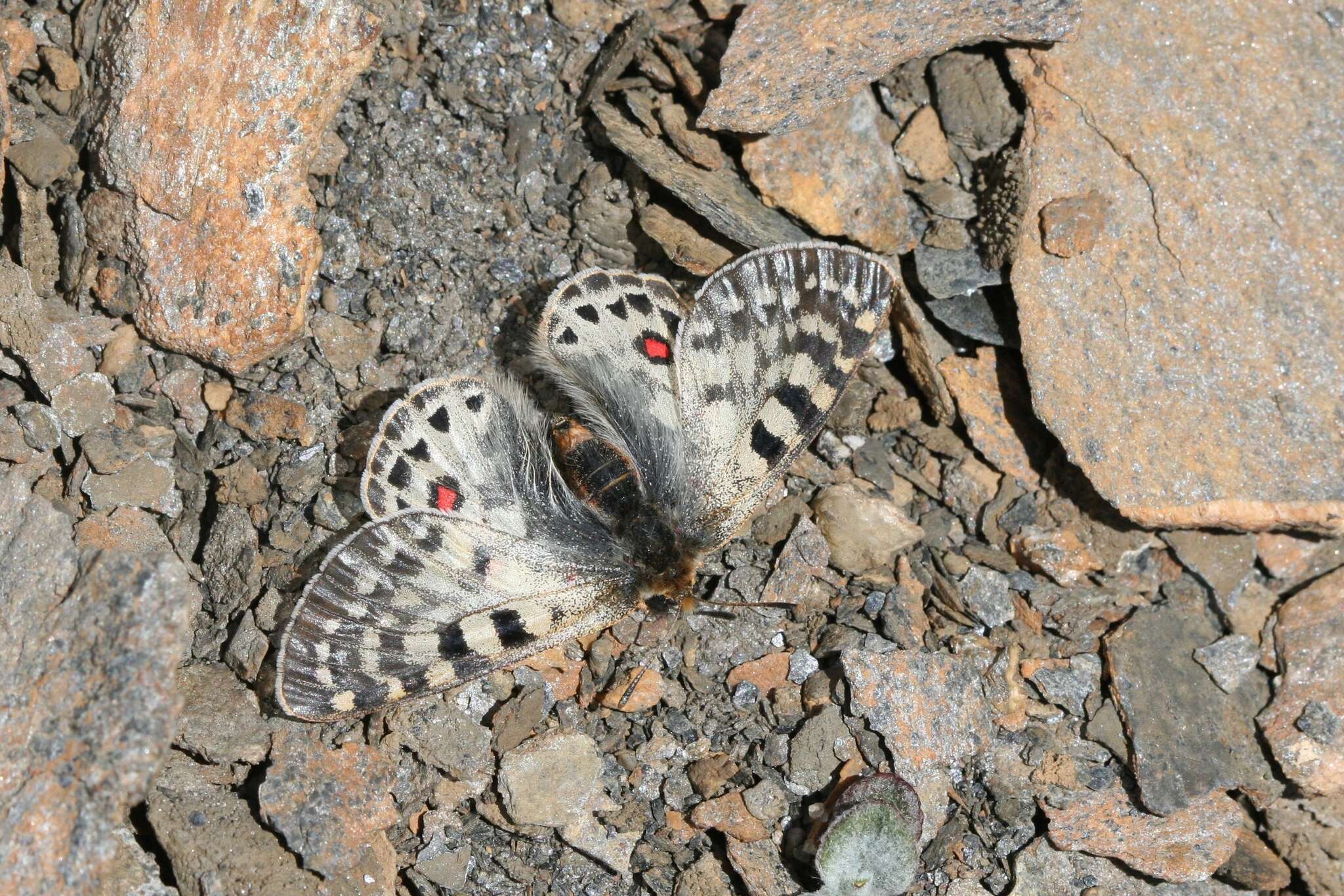 Image of Parnassius acco Gray (1853)