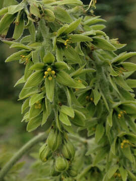 Image of False Hellebore