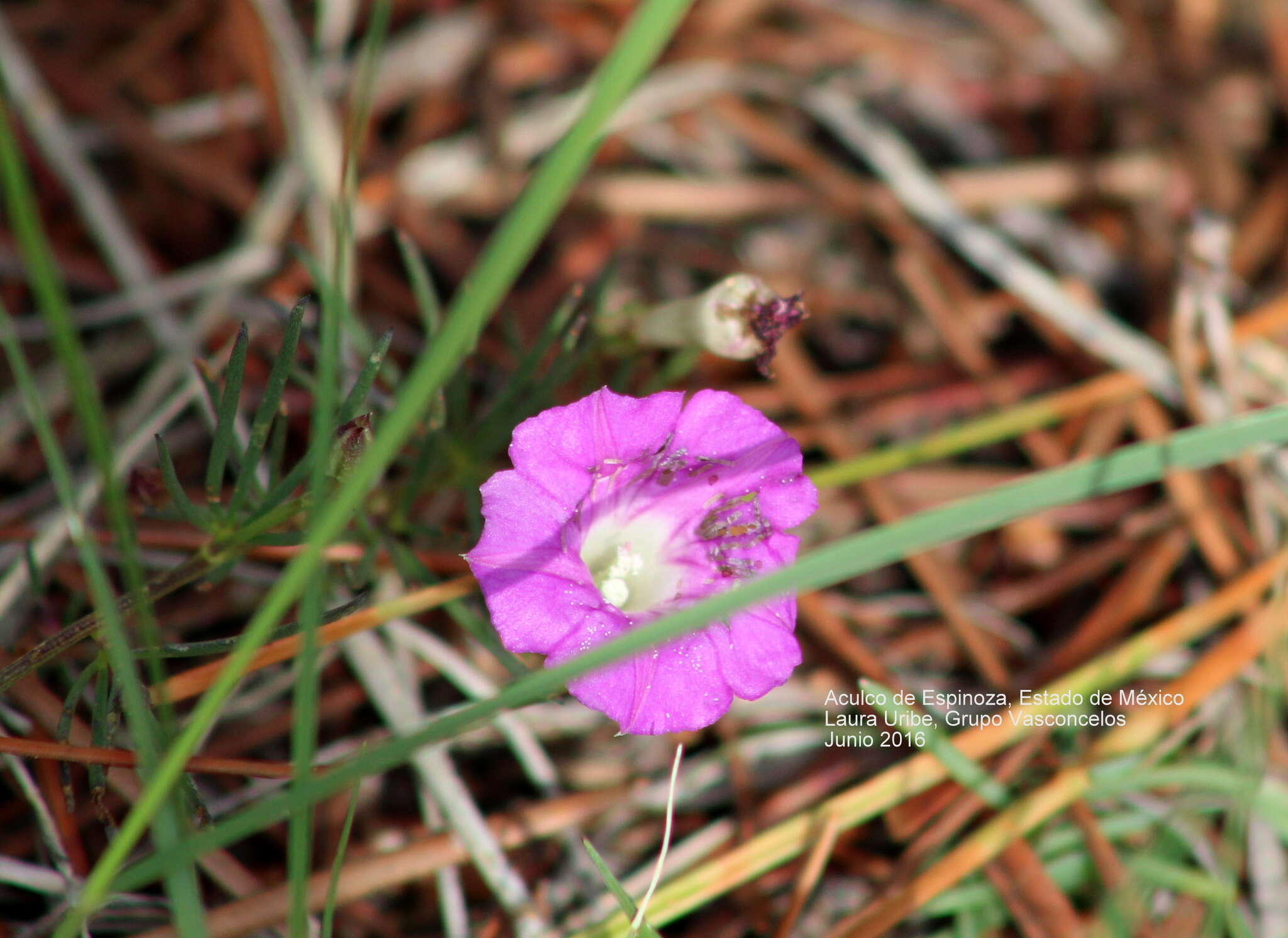 Plancia ëd Ipomoea capillacea (Kunth) G. Don