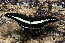 Image of Papilio demolion Cramer (1776)