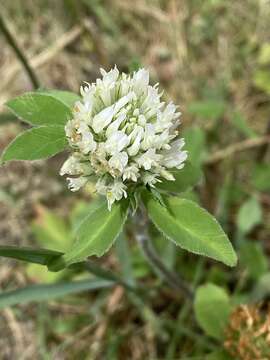 Image of Trifolium pratense var. frigidum Gaudin