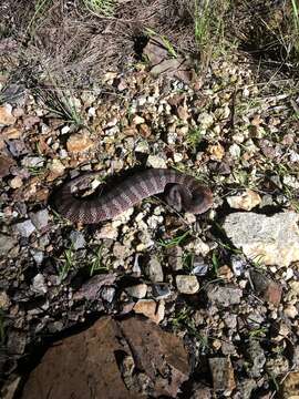 Image of Northern death adder