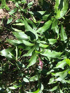 Sivun Persicaria amphibia var. emersa (Michx.) J. C. Hickman kuva