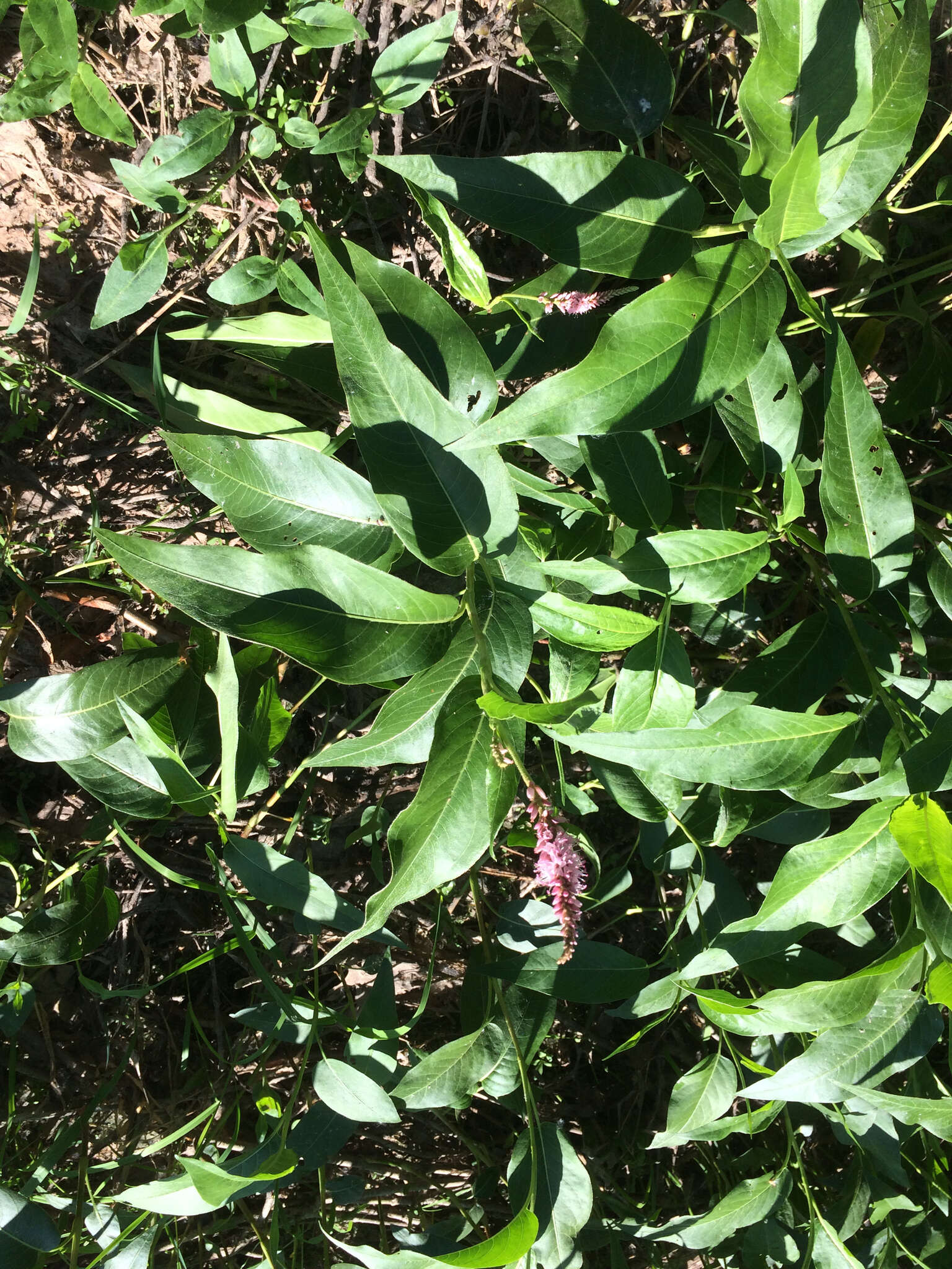 Sivun Persicaria amphibia var. emersa (Michx.) J. C. Hickman kuva