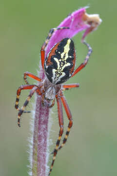 Image of Aculepeira talishia (Zawadsky 1902)