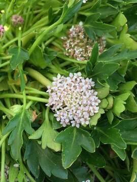 Image of Trachymene humilis subsp. breviscapa (Domin) P. Short