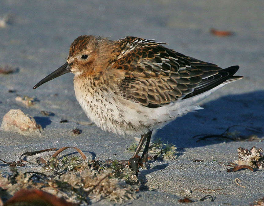 Image of Calidris alpina hudsonia (Todd 1953)