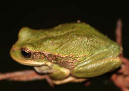 Imagem de Gastrotheca cuencana Carvajal-Endara, Coloma, Morales-Mite, Guayasamin, Székely & Duellman 2019